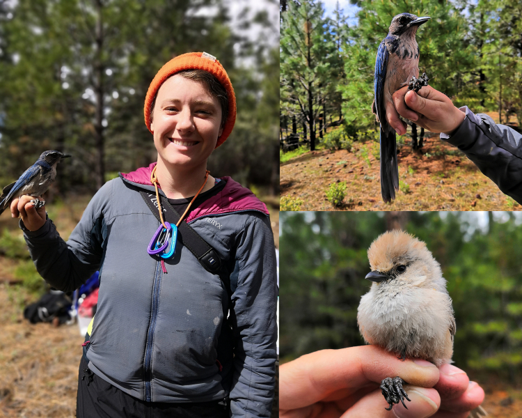 Institute for Bird Populations biologist Amanda holds a California scrub-jay that stopped by the Big Meadow station; at lower right, the other end of the avian size scale: a tiny bushtit.