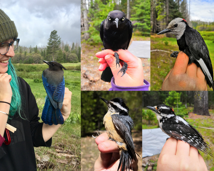 Birds galore at Hodgdon Meadow: (from left, clockwise): a brilliant blue Steller's jay, a blackbird, a white-headed woodpecker, downy woodpecker and a red-breasted nuthatch.