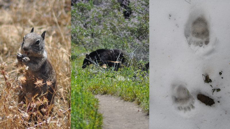 Non-avian wildlife sightings: Ground squirrels and a black bear near Hetch Hetchy, and bear tracks in the snow at Crane Flat.