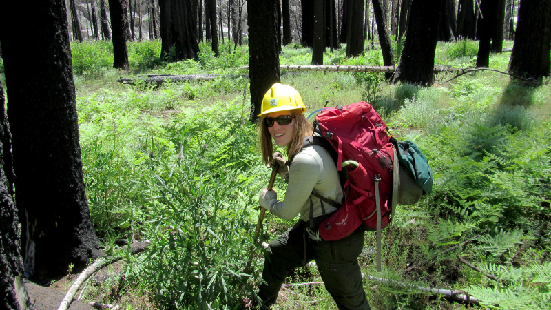 A restoration crew member digs up invasive bull thistle in Yosemite's Lost Valley. Photo: Courtesy of NPS