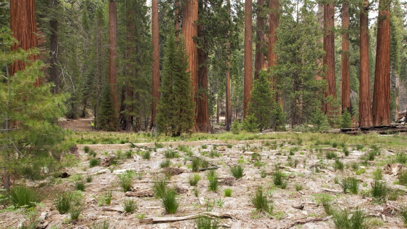 As part of the multiyear restoration of Mariposa Grove, crews removed pavement and planted wetland vegetation. After the landmark rehabilitation, the largest such project in park history, the grove reopened to the public in June 2018. Photo: Yosemite Conservancy/Josh Helling