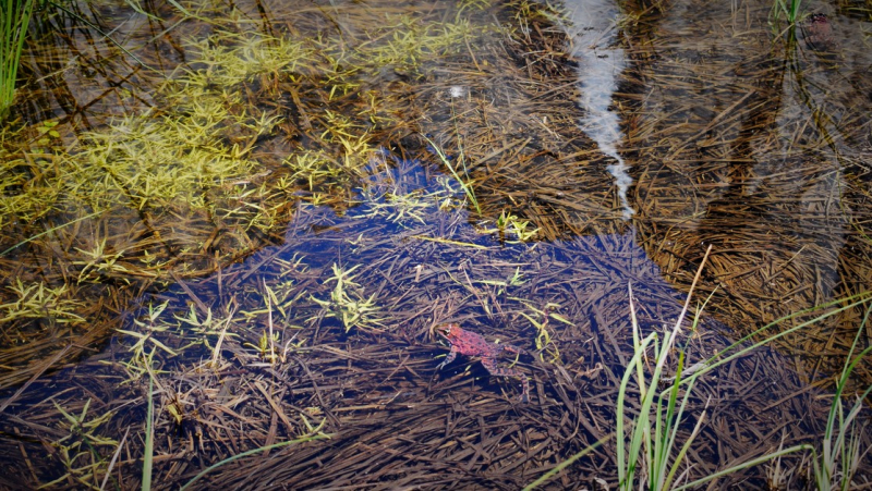 A California red-legged frog explores its new home after being released into Yosemite Valley in 2018. Photo: Yosemite Conservancy/Ryan Kelly