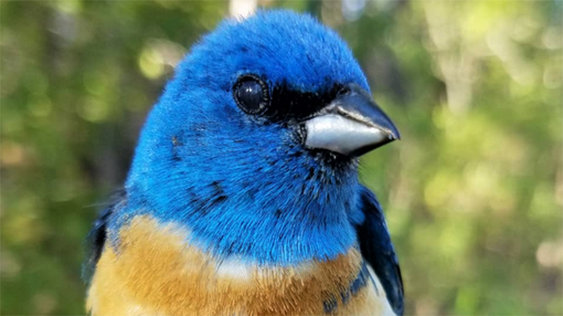 Scientists identified nearly 50 unique wildlife species in Ackerson Meadow in 2018. This lazuli bunting was observed in the meadow as part of the park's long-running songbird science program. Photo: NPS