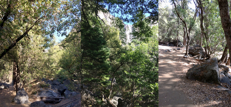 Dappled light and lacy leaves: scenes from Jennifer's hikes with guide Andrea Canapary in September 2018. Photos: Jennifer Franz