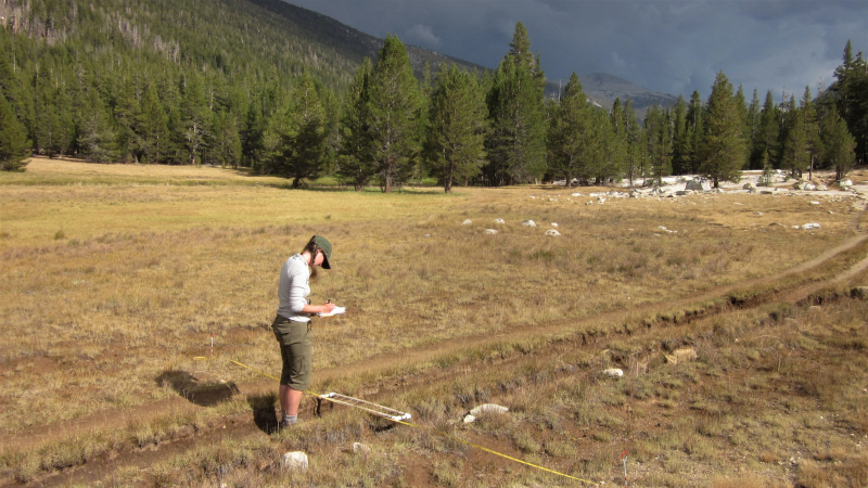 Start with surveys to assess the extent of trail ruts and their impact on the meadow ecosystem. Yosemite crews identified roughly 2.5 miles of the PCT/JMT that needed attention.