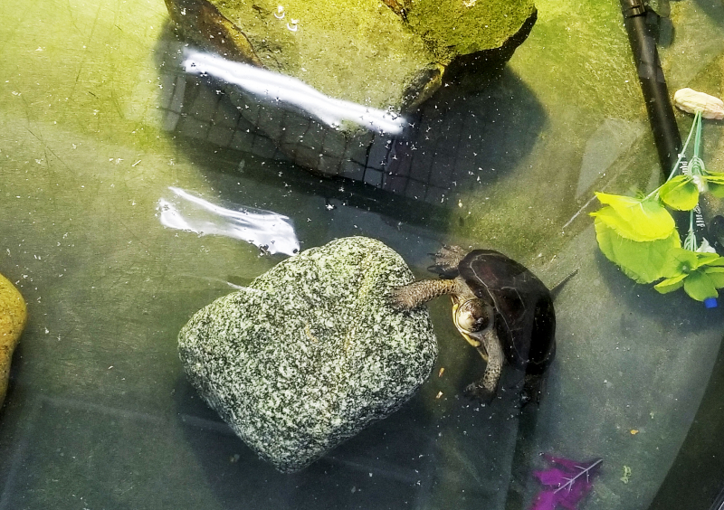 A western pond turtle takes in the view above the surface at its aquatic habitat at the San Francisco Zoo.