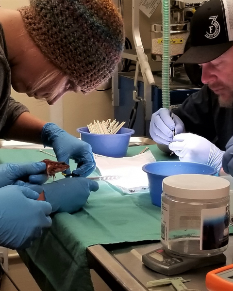 Yosemite biologists Colleen Kamoroff (left) and Rob Grasso (right) tag California red-legged frogs with PIT (passive integrated transponder) devices at a special San Francisco Zoo facility. Photo: Yosemite Conservancy (March 2018)