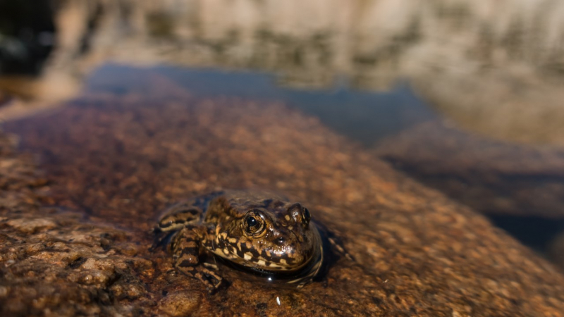 A Sierra Nevada yellow-legged frog peeks out of the water in a high country lake. Photo: Kris Bason