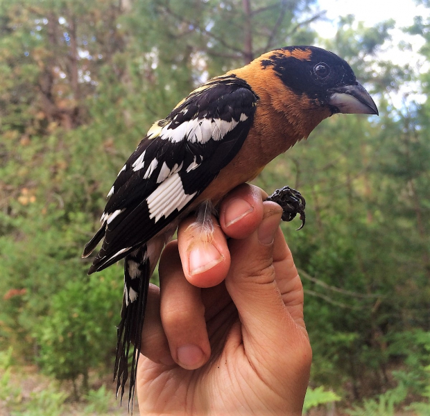 A GPS-tagged black-headed grosbeak was recaptured in June 2016, providing further insight into the species' 