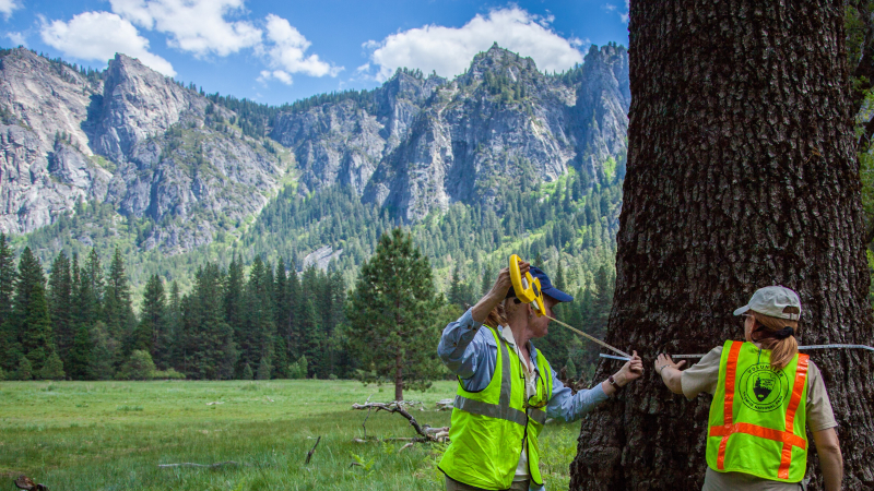 Volunteers measure trees in Yosemite Valley during a Conservancy work week project. Photo: Tony DeMaio
